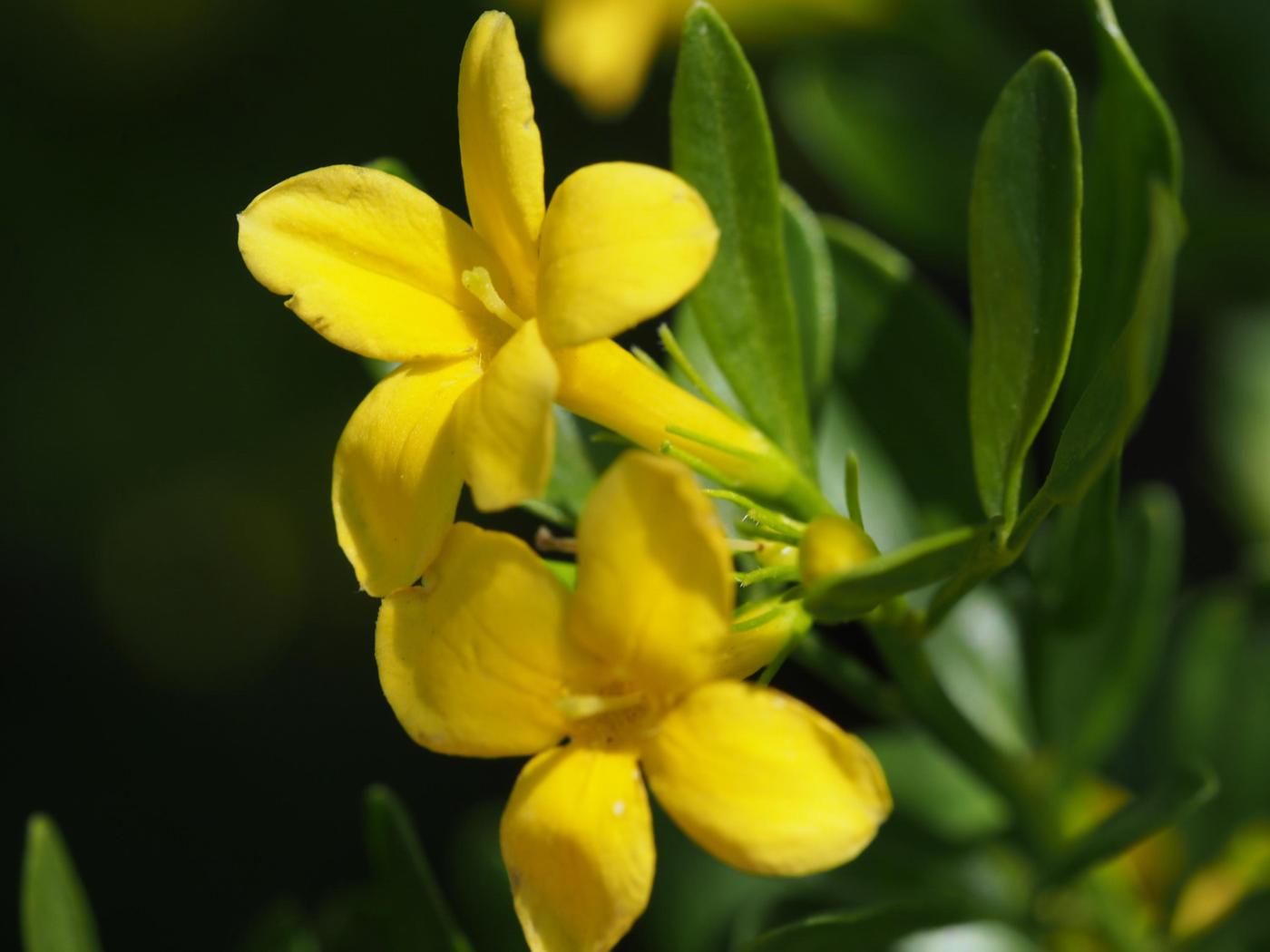 Jasmine, Wild flower